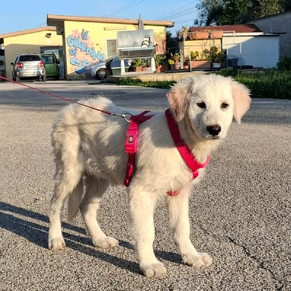 LAVA cucciolona mix maremmana in adozione Foto 7